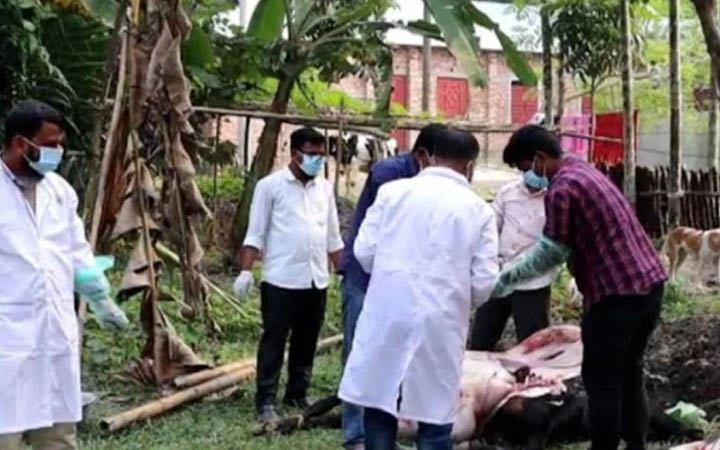 খাবারে বিষ মিশিয়ে গরু মেরে ফেলার অভিযোগ