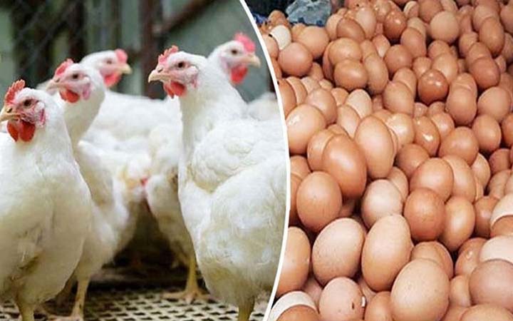 ডিম-মুরগি উৎপাদন বন্ধের কর্মসূচি প্রত্যাহার