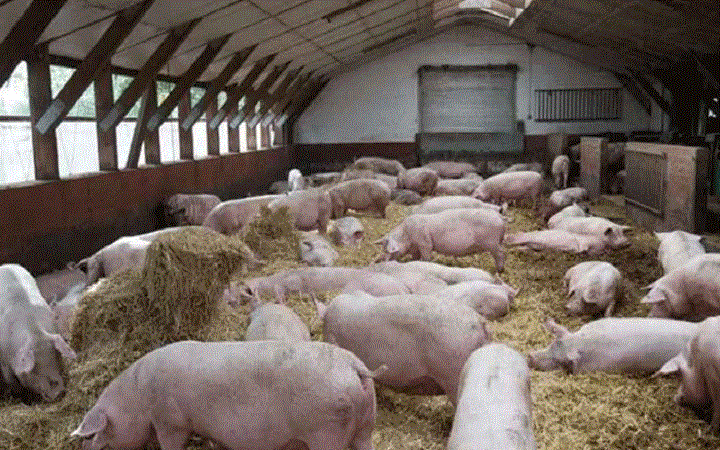 ভয়ঙ্কর সোয়াইন ফ্লু ভারতে ছড়িয়ে পড়েছে