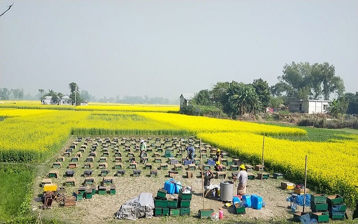 সরিষা ফুল থেকে মধু সংগ্রহের ধুম