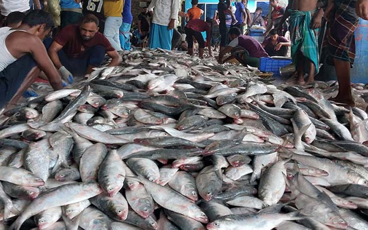 ভারতে পাচারের সময় ২২ লাখ টাকার ইলিশ জব্দ