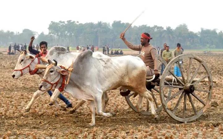 যশোরে গ্রাম বাংলার ঐতিহ্যবাহী গরুর গাড়ির দৌড় প্রতিযোগিতা
