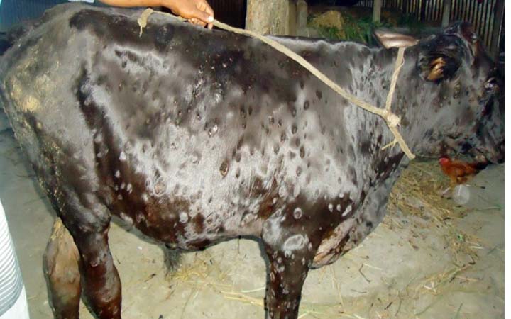 পাবনায় লাম্পি চর্মরোগ ছড়িয়ে পড়ায় গরু মারা যাচ্ছে