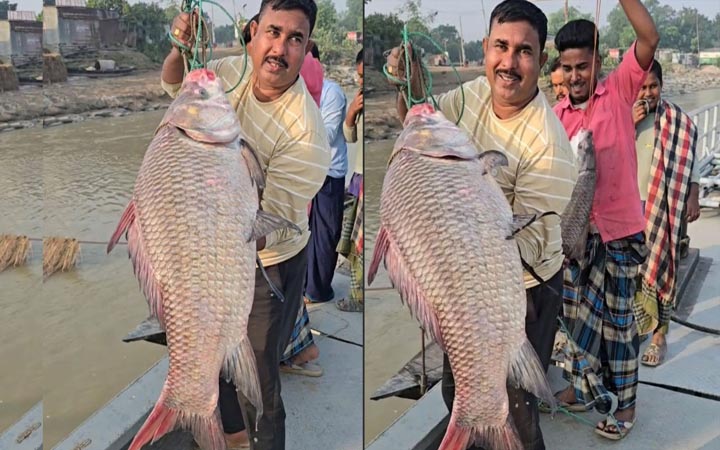 পদ্মার ১৯ কেজির কাতল ৫৩ হাজার টাকায় বিক্রি