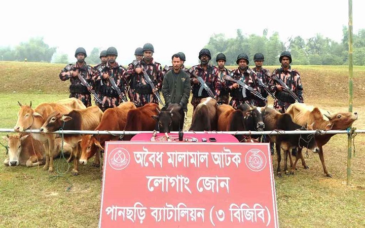 পানছড়িতে ১১টি ভারতীয় গরুসহ আটক ১