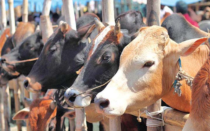 কোরবানির গরু আমদানির নির্দেশনা চেয়ে হাইকোর্টে রিট