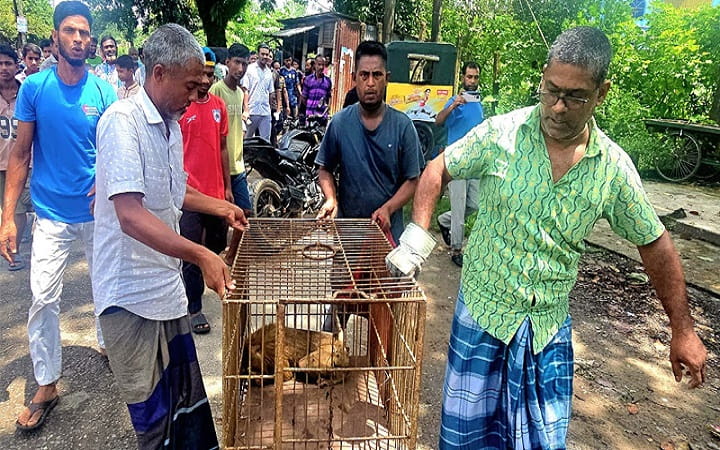 শ্রীমঙ্গলে বিদ্যুৎস্পৃষ্টে আহত উল্টোলেজি বানর উদ্ধার