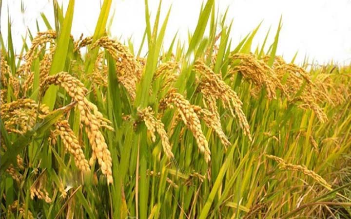 বোরোর উৎপাদন বৃদ্ধির জন্য ১৭০ কোটি টাকার প্রণোদনা