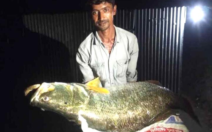 জেলের জালে ২৫ কেজির কোরাল, ২৬ হাজারে বিক্রি