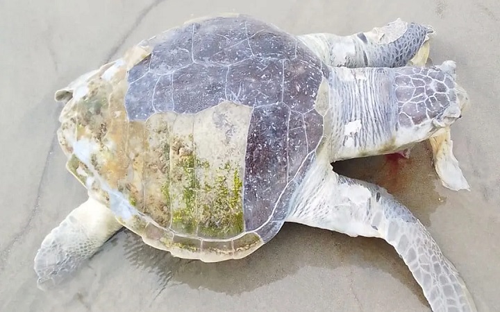 কুয়াকাটা সৈকতে ভেসে এলো বিরল প্রজাতির মৃত কচ্ছপ