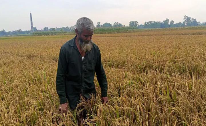 ইটভাটার ধোঁয়ায় ৪০ বিঘা জমির ধান নষ্টের অভিযোগ