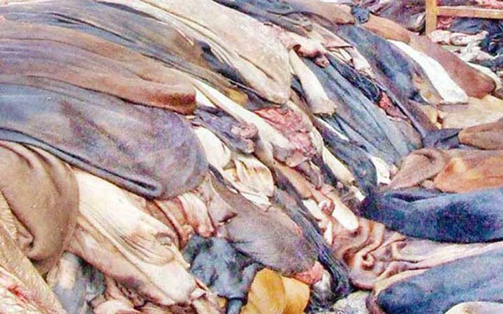এবার ৯৫ লাখ চামড়া সংগ্রহ করবে ট্যানারি মালিকরা