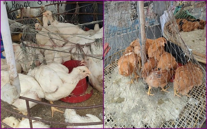 বাজারে ফের বেড়েছে ব্রয়লারের দাম