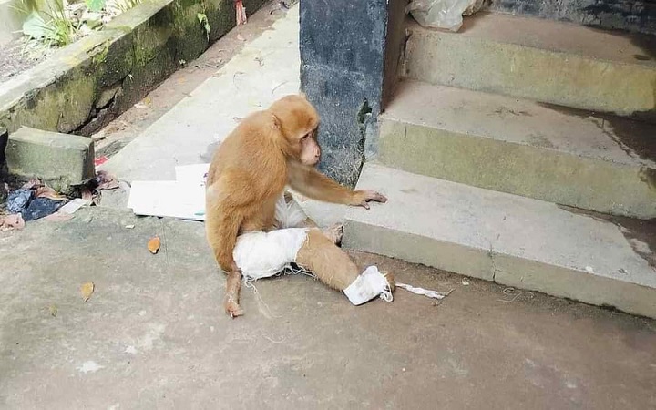 চট্টগ্রামে হাসপাতালে চিকিৎসা নিতে আসা বানরটিকে বাঁচানো গেল না