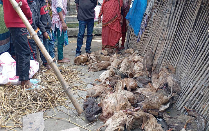 চিকিৎসকের ভুলে ৩০০ হাঁসের মৃত্যুর অভিযোগ