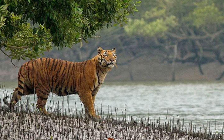 সুন্দরবনে বাঘের সংখ্যা বেড়েছে, তবে কমেনি হুমকি