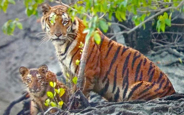 সুন্দরবনে বৃদ্ধি পাচ্ছে বাঘের সংখ্যা, আরও পদক্ষেপ গ্রহণের দাবি