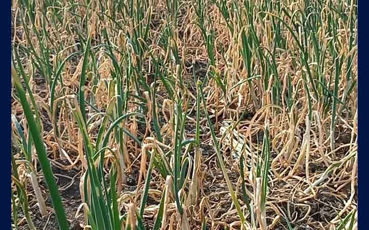 গোপালগঞ্জে বিষ প্রয়োগে ৫০ বিঘা জমির পেঁয়াজ নষ্ট