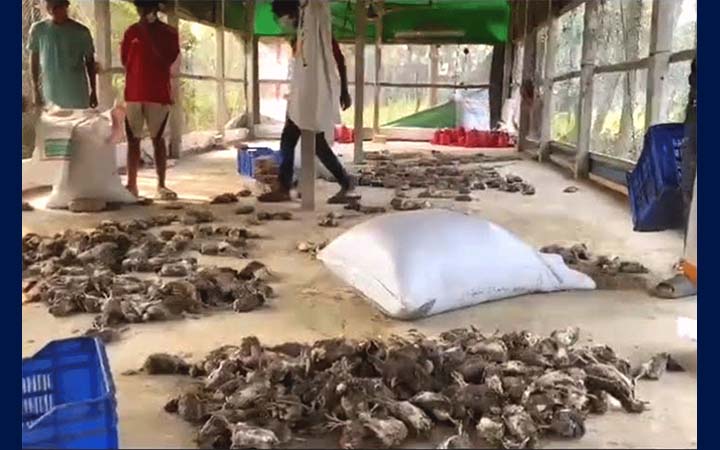 মুন্সীগঞ্জে অজ্ঞাত রোগে একদিনে সাড়ে ৬ হাজার কোয়েলের মৃত্যু