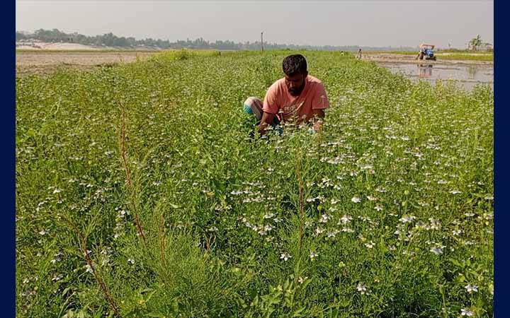 বগুড়ায় কালোজিরার বাম্পার ফলনে কৃষকের মুখে হাসি
