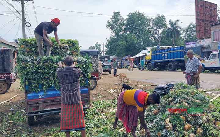 জিআই পণ্যের স্বীকৃতি পেল মধুপুরের আনারস