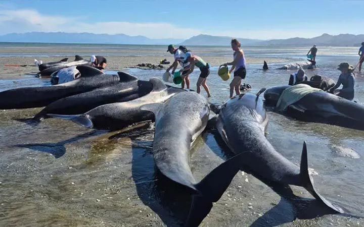 নিউজিল্যান্ডের এক সৈকতে আটকে পড়ে ৬ তিমির মৃত্যু