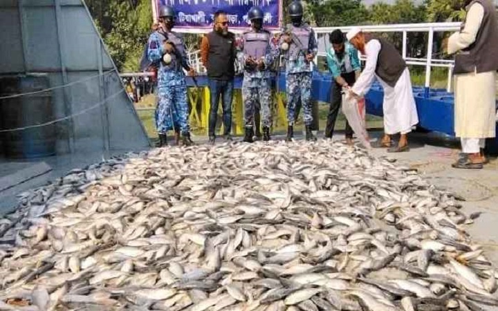 পটুয়াখালীতে ২ হাজার কেজি জাটকা জব্দ