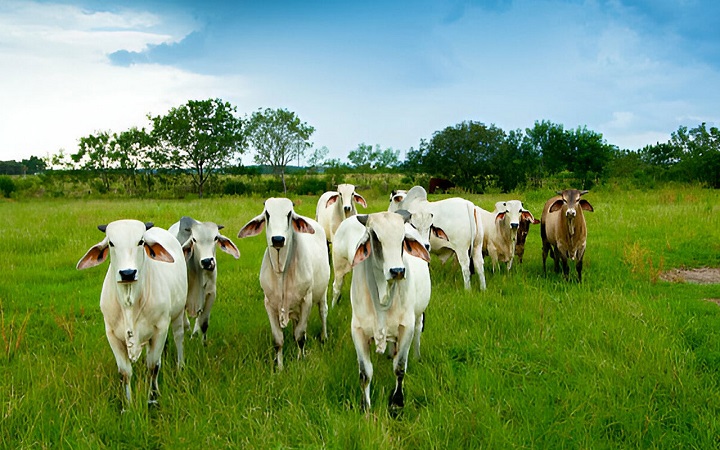 কোরবানির চামড়ার টাকা কী করবেন?