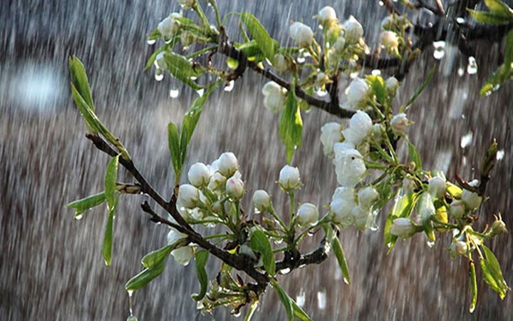 বৃষ্টি নিয়ে যে পূর্বাভাস দিল আবহাওয়া অফিস