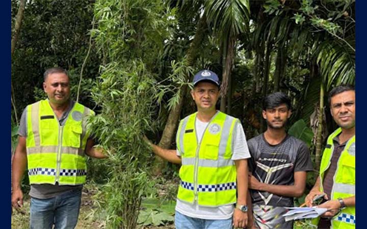 কুড়িগ্রামে গাঁজার গাছ জব্দ