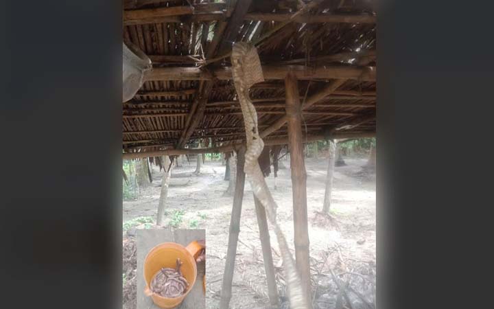 যশোরে বসতঘরে মিলল অর্ধশত কালকেউটের বাচ্চা