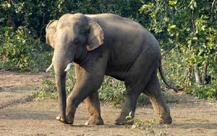 বন্যহাতির আক্রমণে শিশুর মৃত্যু