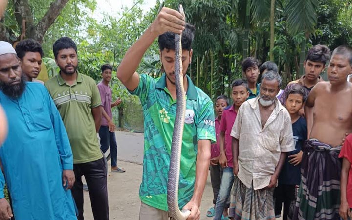 পীরগাছায় ধানখেতে মিলল বিষধর ‘ওয়ালস ক্রেট’