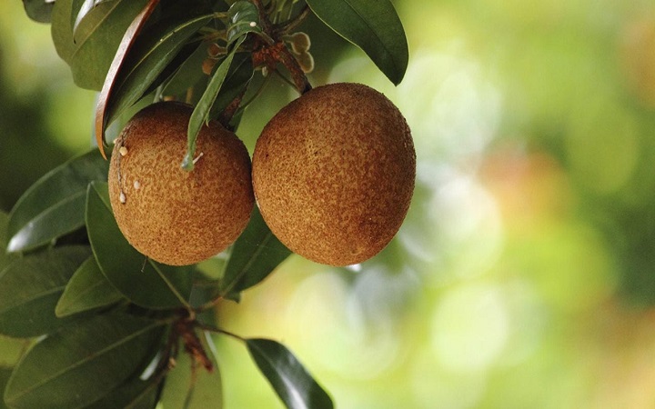 ডায়াবেটিস থাকলে কি সফেদা খাওয়া যাবে?