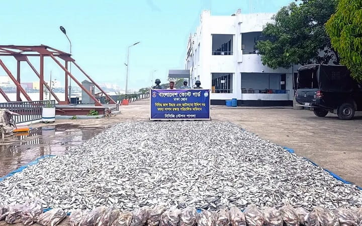 সোনারগাঁয়ে পৌনে ৩ কোটি টাকার জাটকা ও চিংড়ি রেণু জব্দ