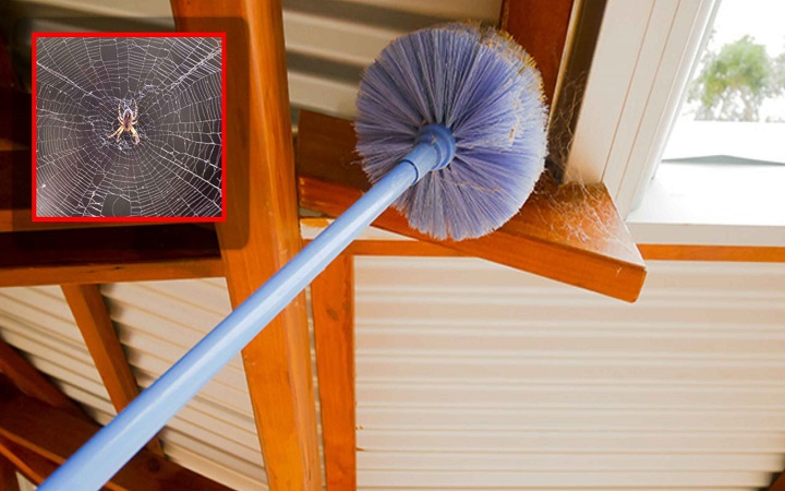 মাকড়সা দূর করার ঘরোয়া উপায়