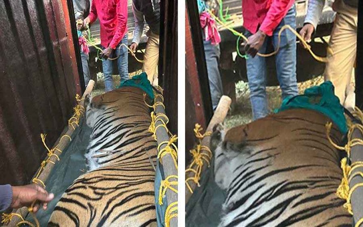 অবশেষে ধরা পড়ল লোকালয়ে আসা বাঘিনী