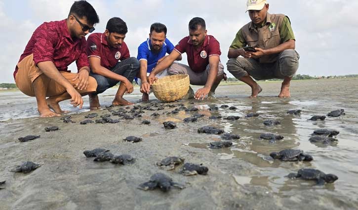 কুয়াকাটায় ১৬৩টি কচ্ছপের বাচ্চা উদ্ধারের পর অবমুক্ত