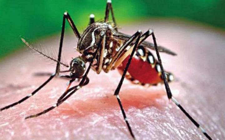 ডেঙ্গু আক্রান্ত হয়ে নতুন ১০৬ জন হাসপাতালে ভর্তি