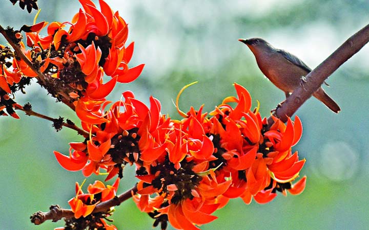 বসন্তের আগমনে উষ্ণ আবহাওয়ার পূর্বাভাস